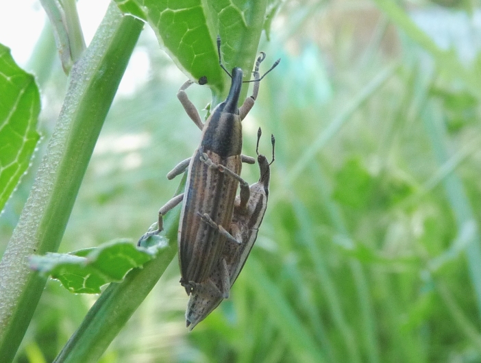 Coppia di Lixus anguinus